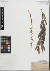 Foto von Salix purpurea L.
